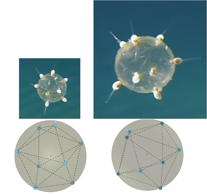 Tuscaridium cygneum match vertex